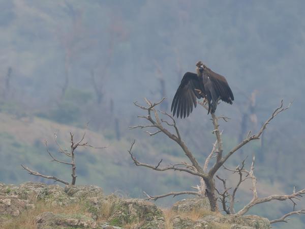 <h3>Aegypius&nbsp;monachus / Cinereous&nbsp;vulture / Monniksgier</h3>OM-1 Mark II met OLYMPUS M.150-400mm F4.5 TC, 1/2000 sec  bij F5.6, ISO 2000